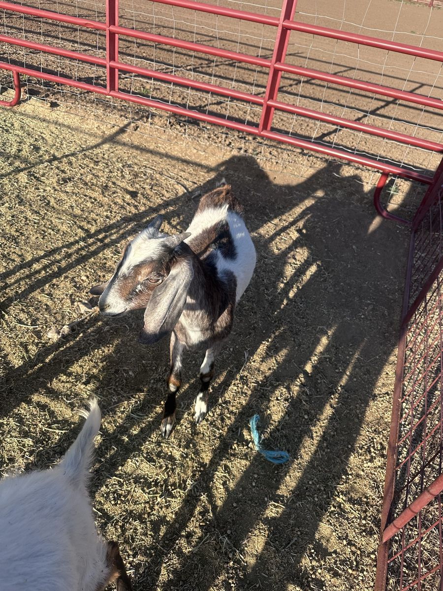 Goats