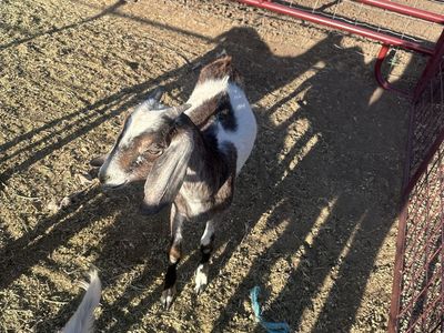 Goats