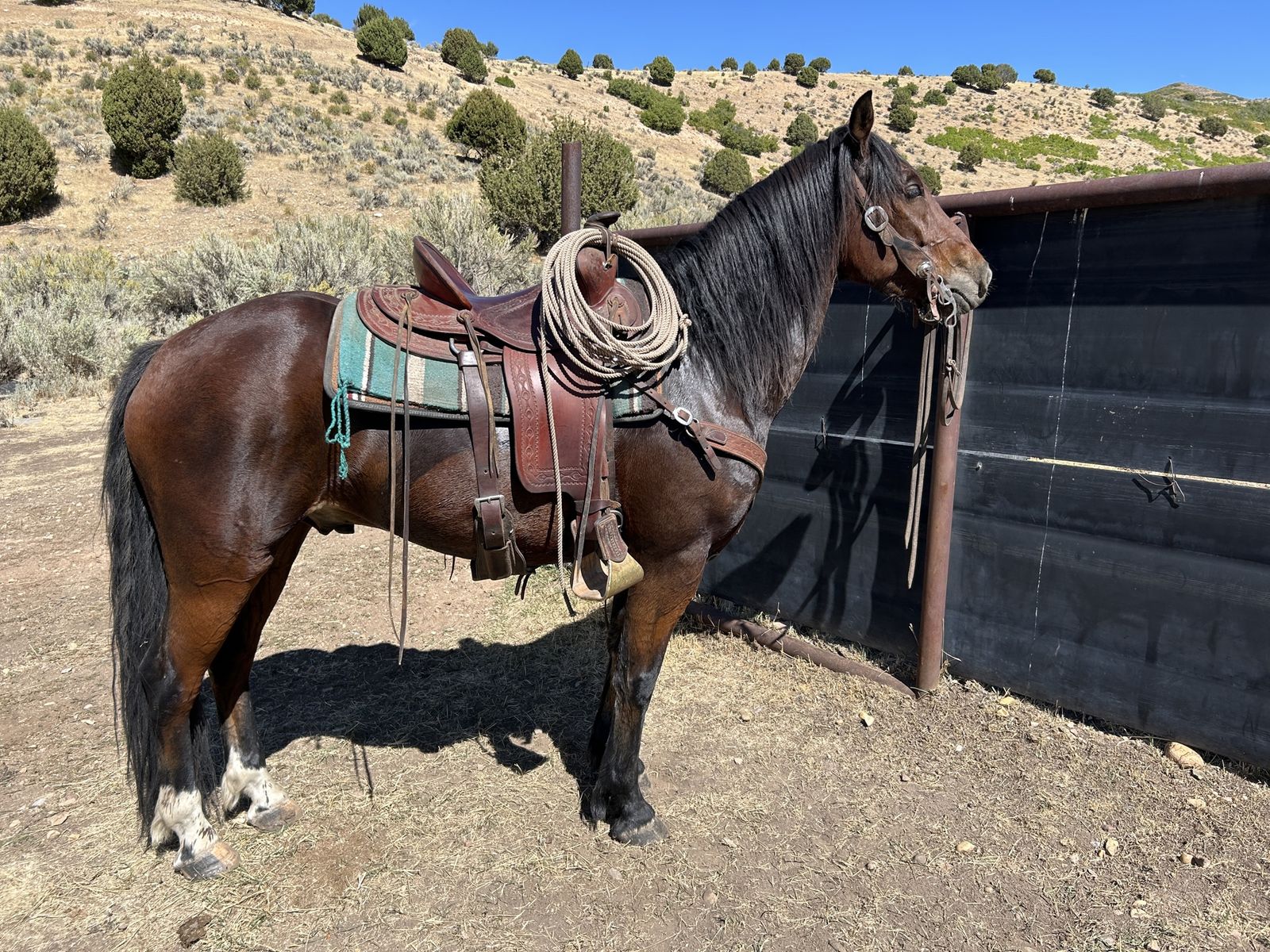 6 year old draft cross gelding