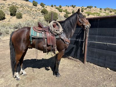 6 year old draft cross gelding