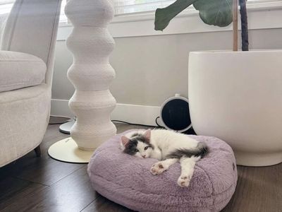 New Maya Luxury Washable Donut Cat Bed Omlet