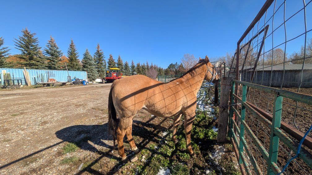 Quarter Horse