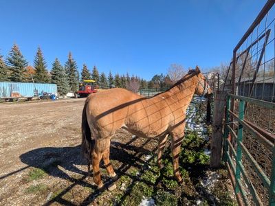 Quarter Horse