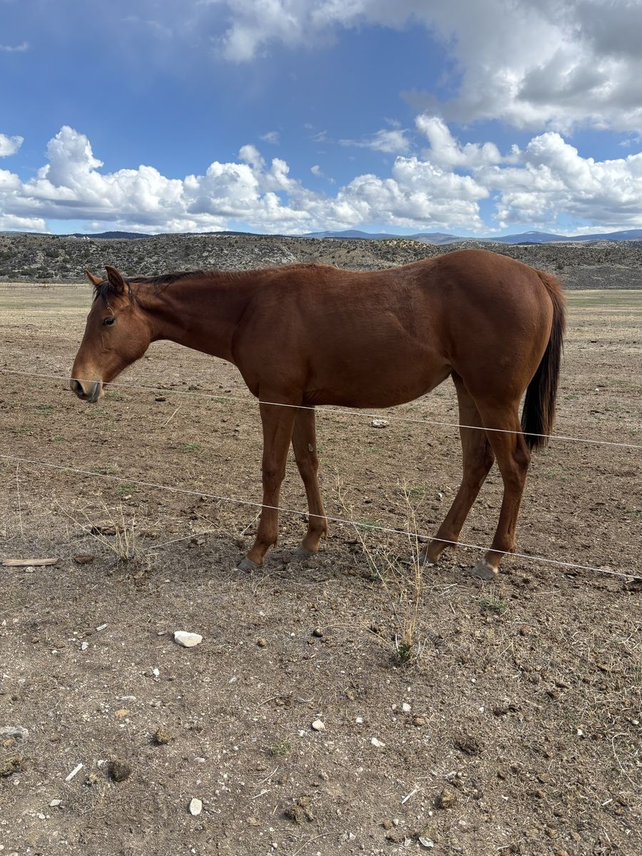 2025 Race Bred Filly Wyoming Race Accredited