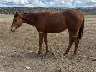 2025 Race Bred Filly Wyoming Race Accredited