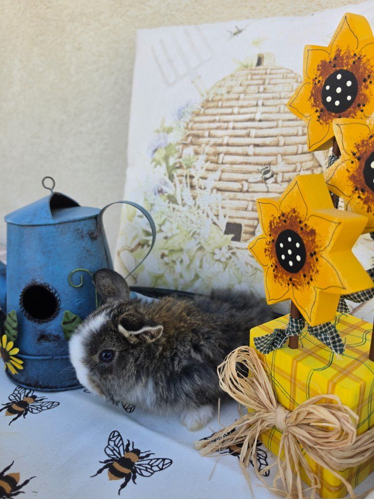 Chestnut VM Holland Lop Buck