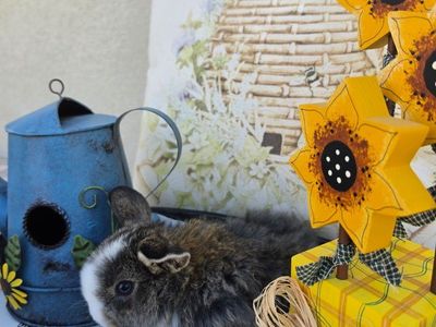 Chestnut VM Holland Lop Buck
