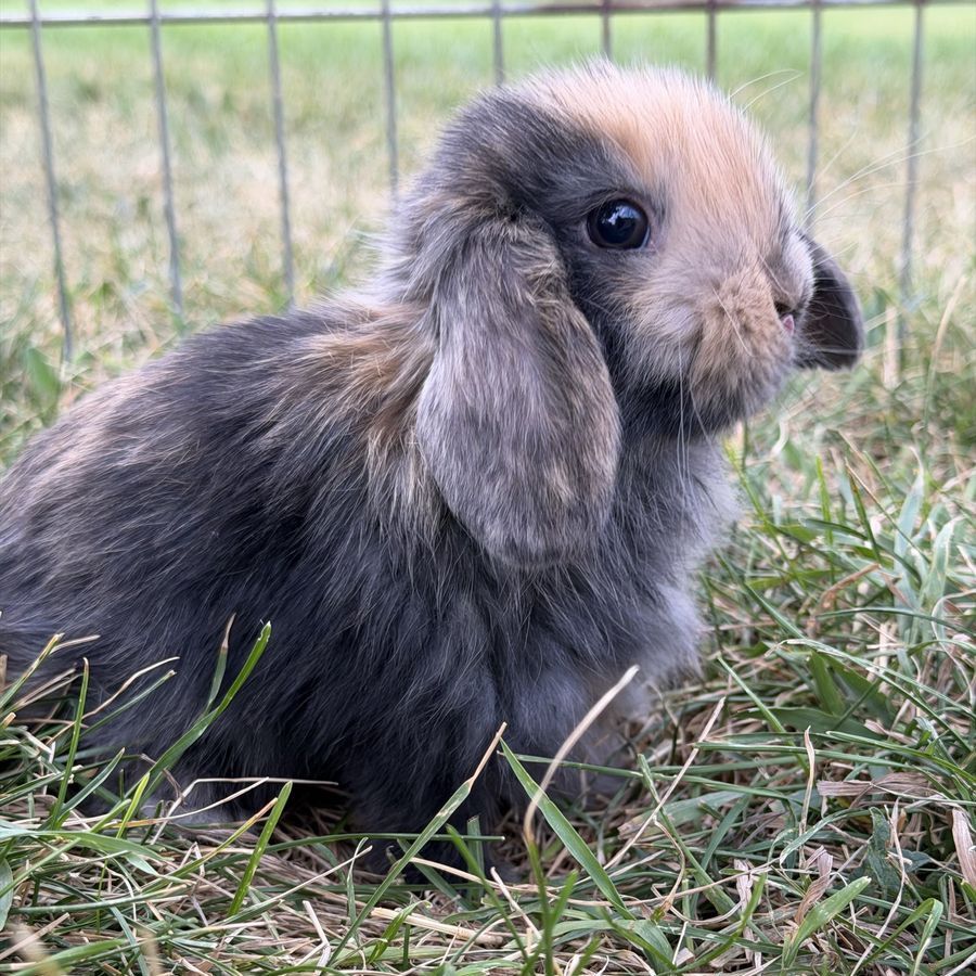 Purebred Holland Lop