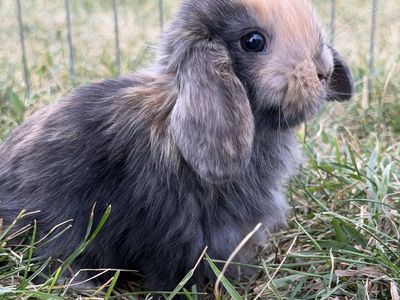 Purebred Holland Lop