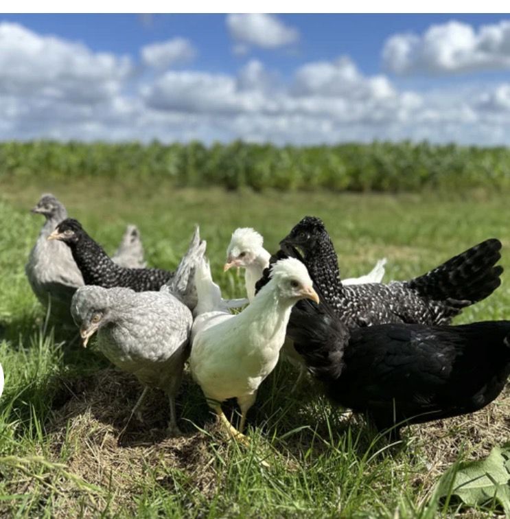 Schijndelaar Chicks pullets (female)