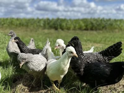 Schijndelaar Chicks pullets (female)