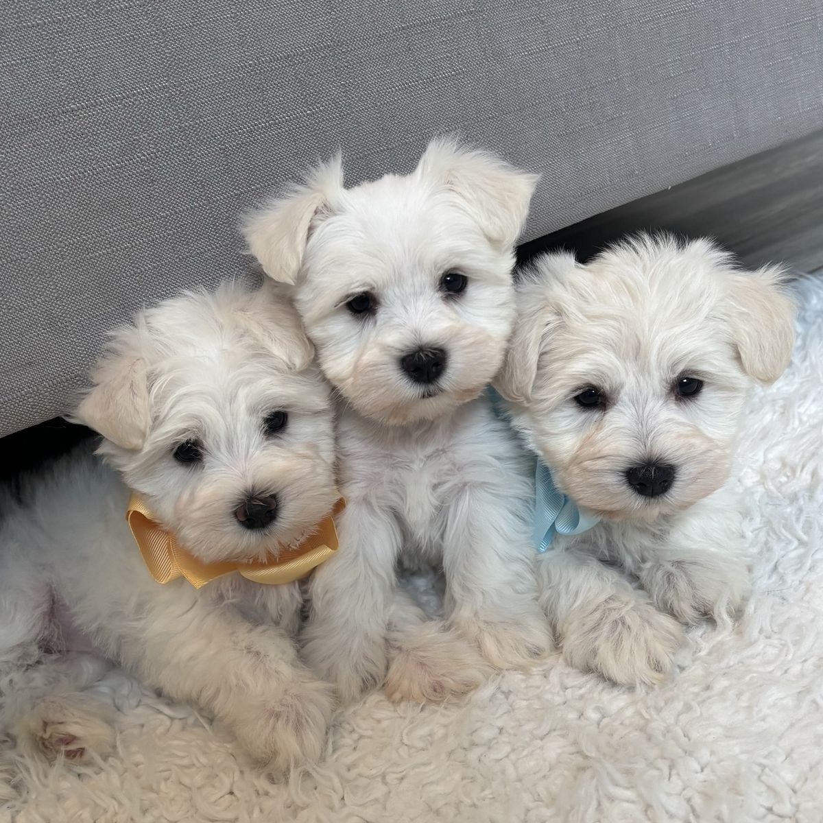 Purebred miniature schnauzer puppies female male