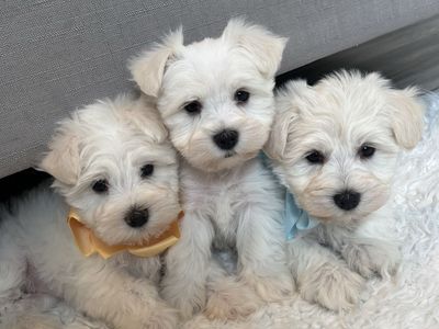Purebred miniature schnauzer puppies female male