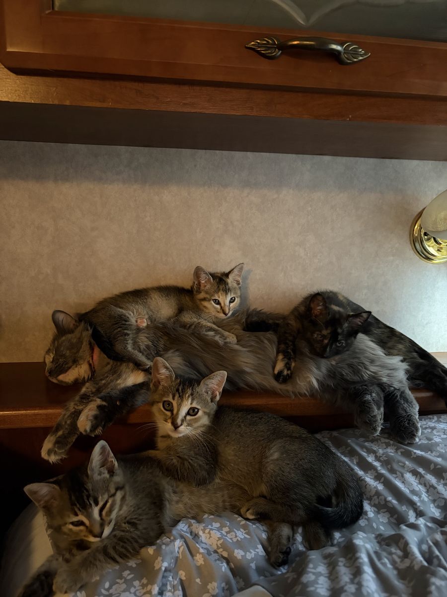 Kittens
