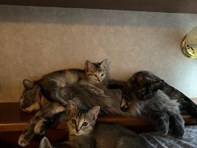 Kittens