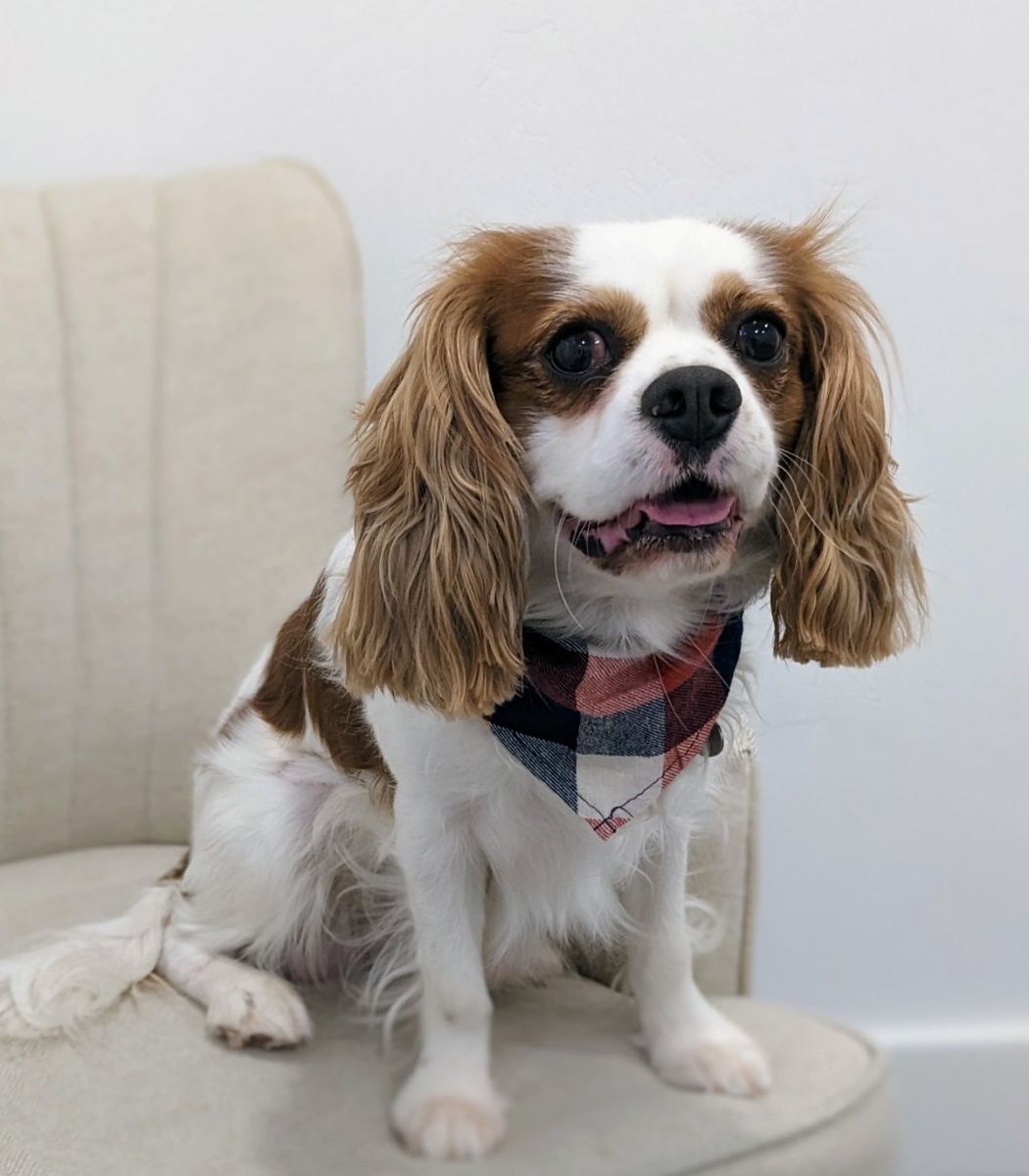 Family Friendly Cavalier King Charles Spaniel, Neutered, 5 yrs old