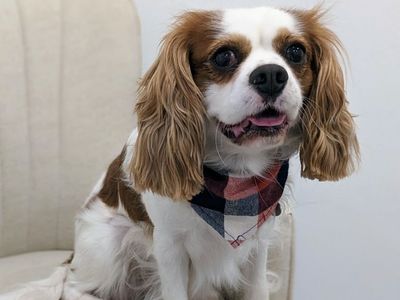 Family Friendly Cavalier King Charles Spaniel, Neutered, 5 yrs old