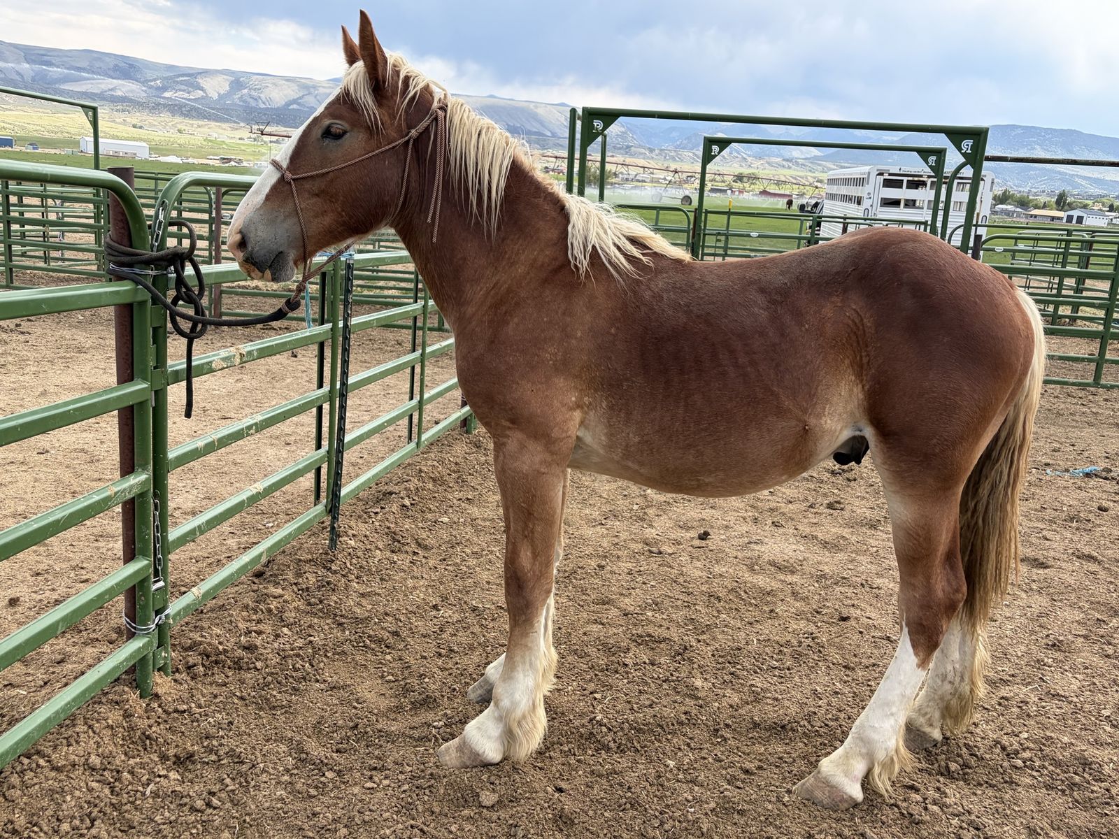 Yearling Belgian stud colt