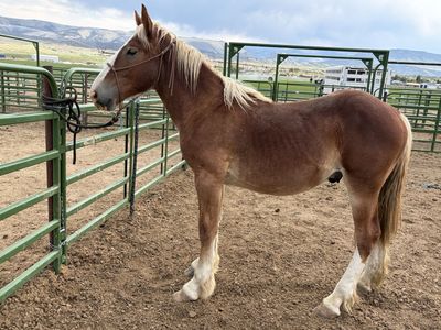 Yearling Belgian stud colt