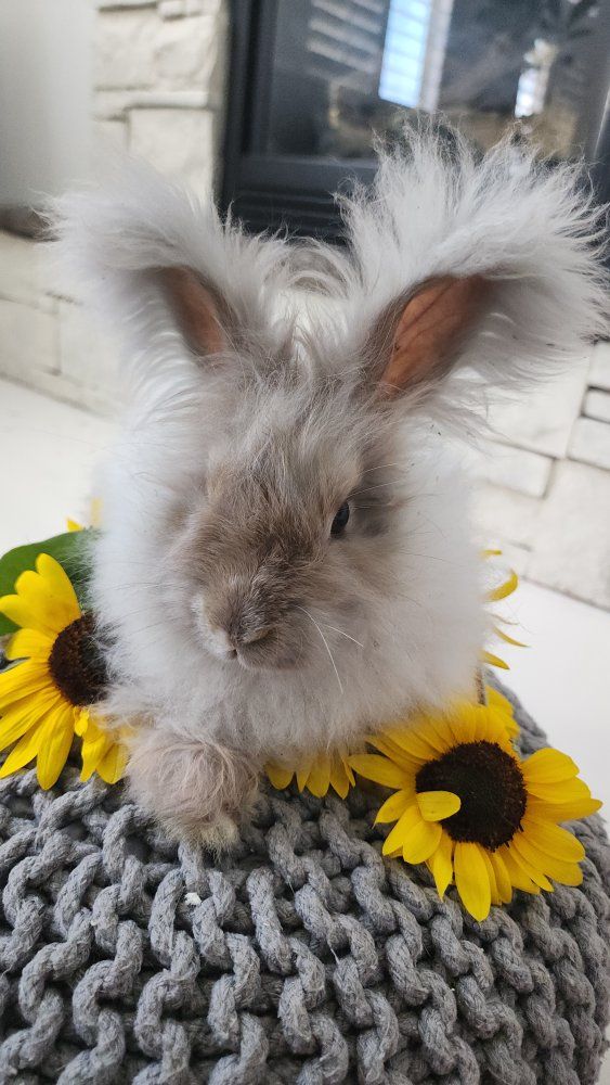 English Angora Doe