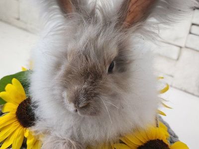 English Angora Doe