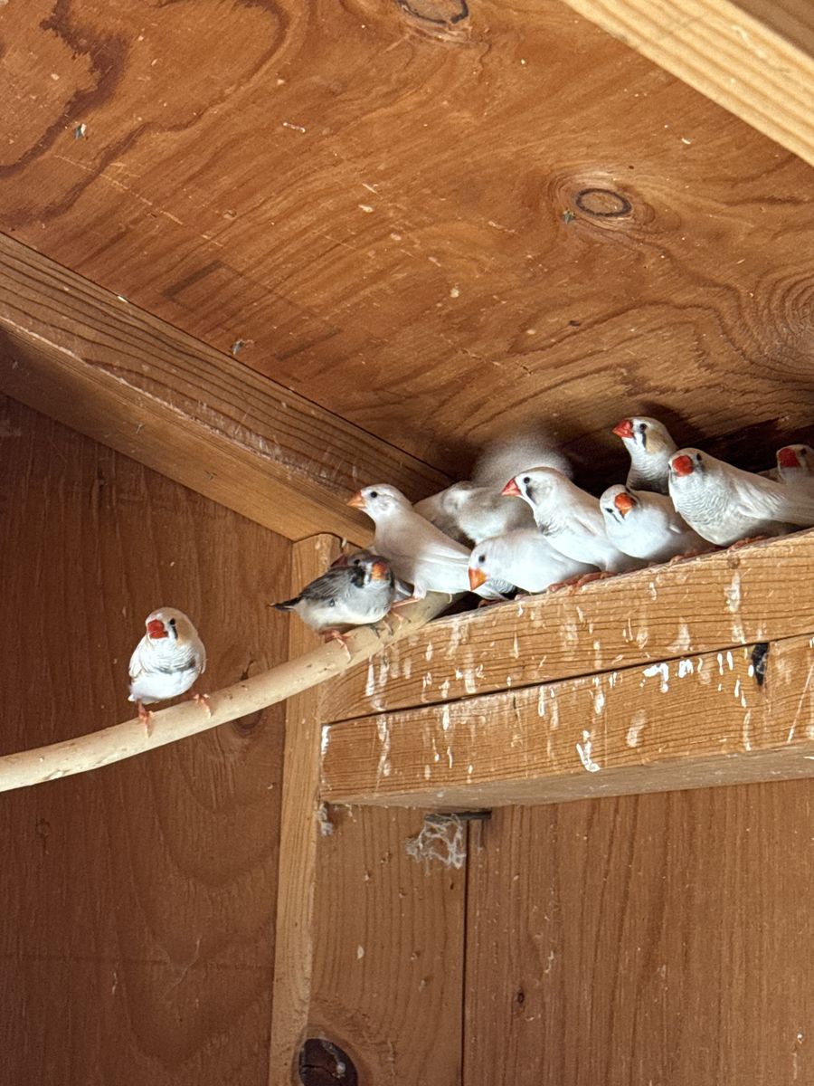 Zebra Finches 