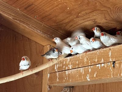 Zebra Finches