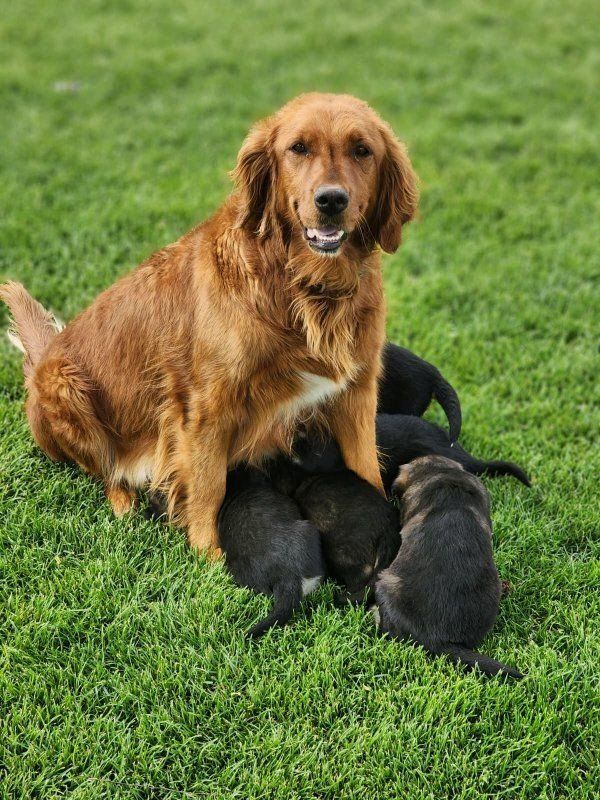 AKC Registered Golden Retriever/mix puppies