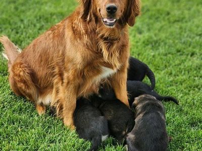 AKC Registered Golden Retriever/mix puppies