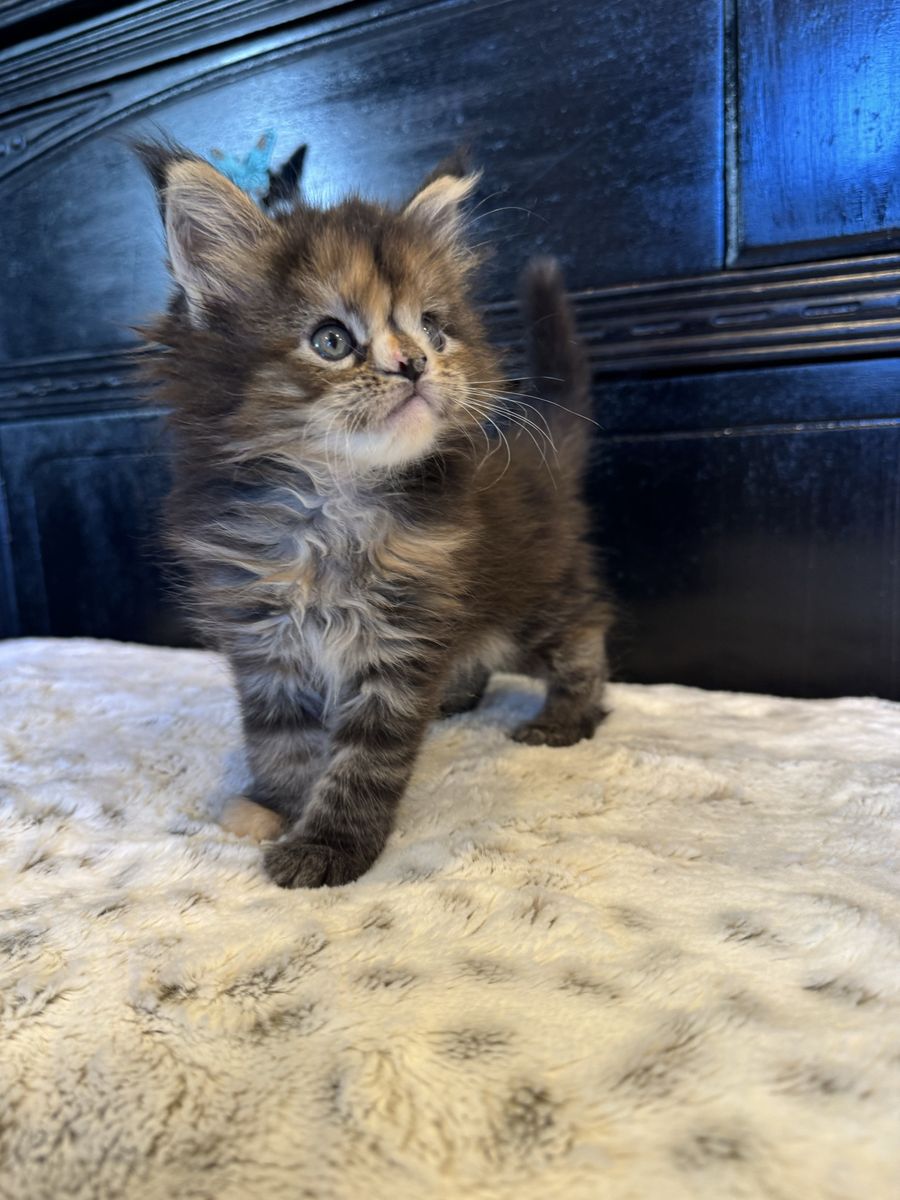 TICA Maine Coon Kittens