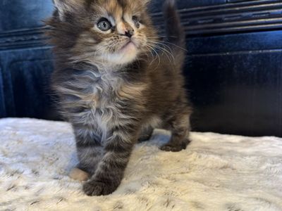 TICA Maine Coon Kittens
