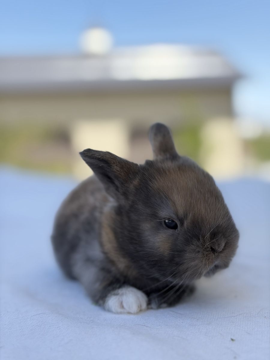 Holland Lop Doe