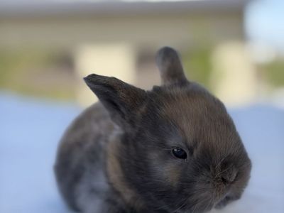 Holland Lop Doe