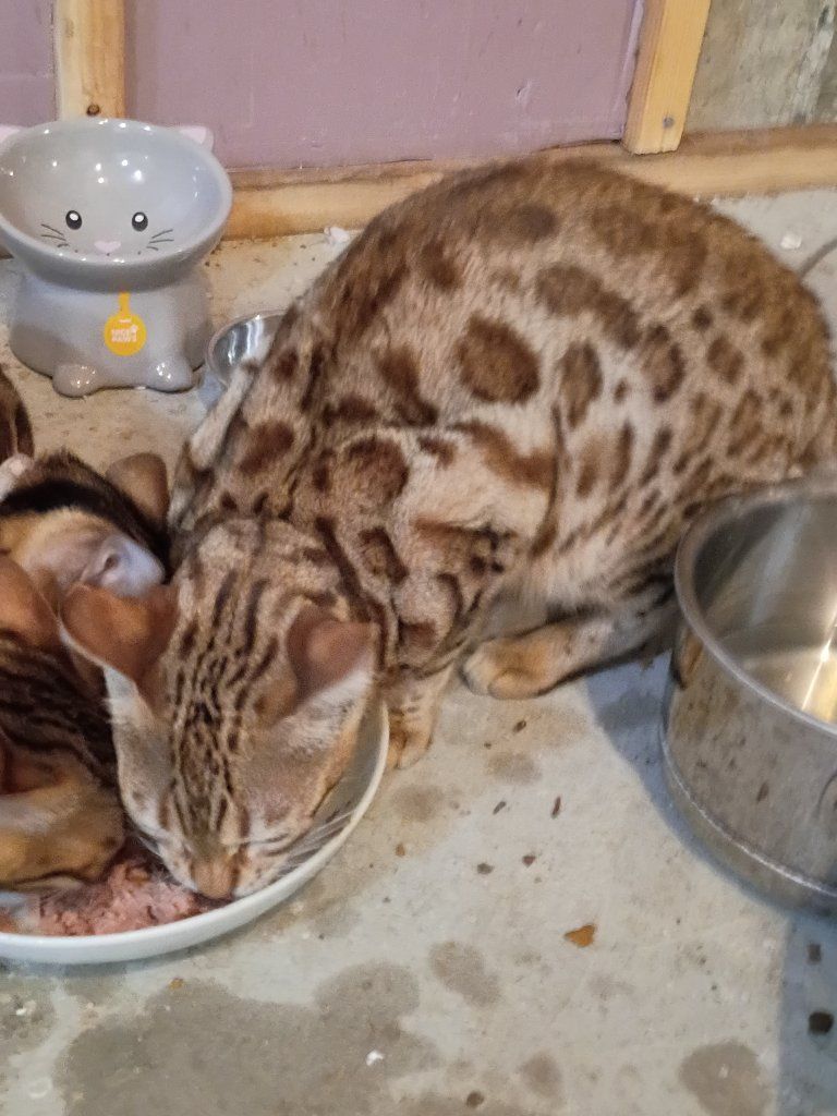 sexie  Female Bengal