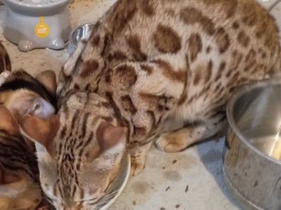 sexie Female Bengal