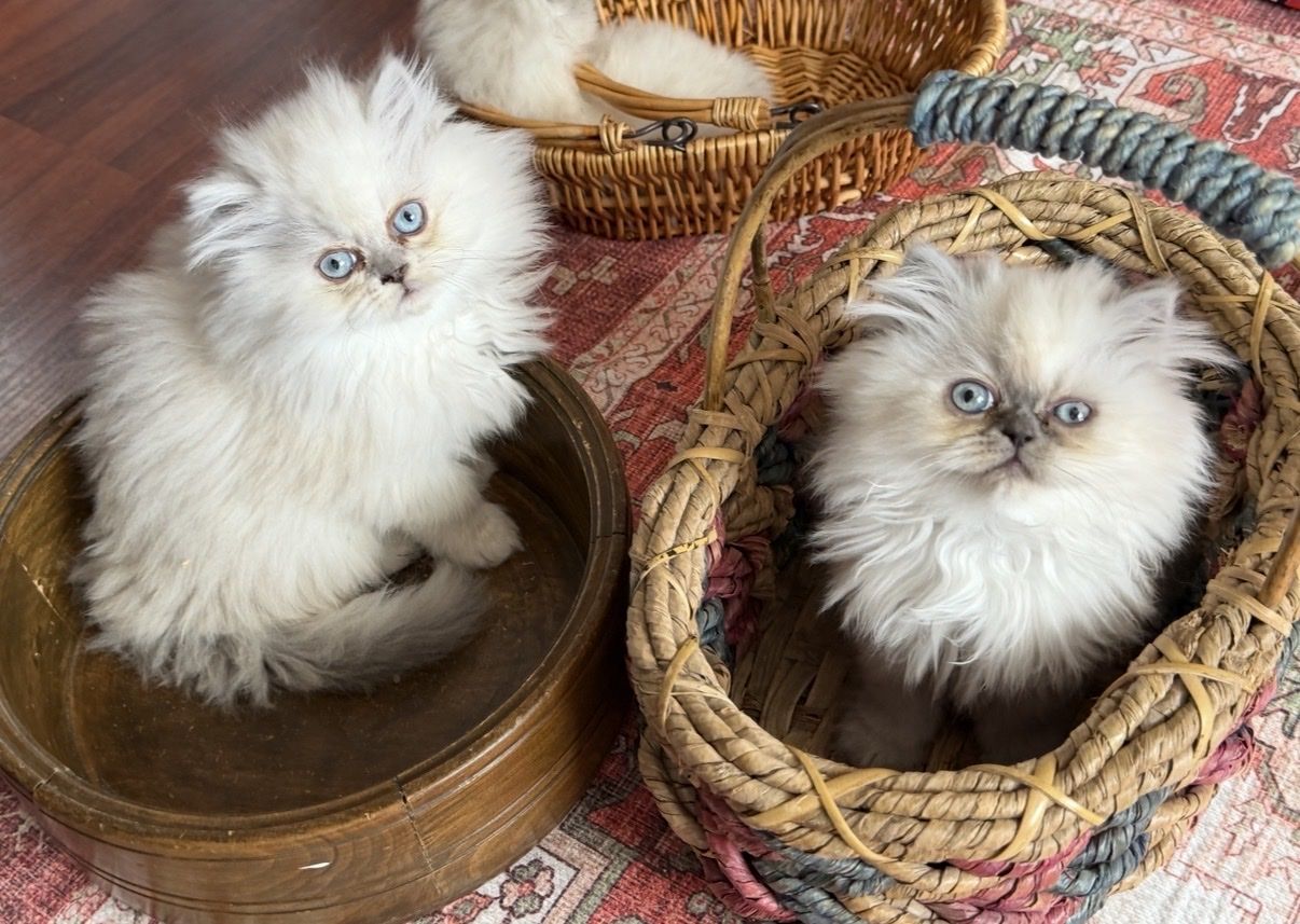 Stunning Persian Kittens!