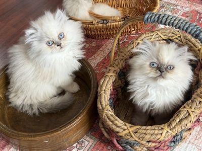 Stunning Persian Kittens!