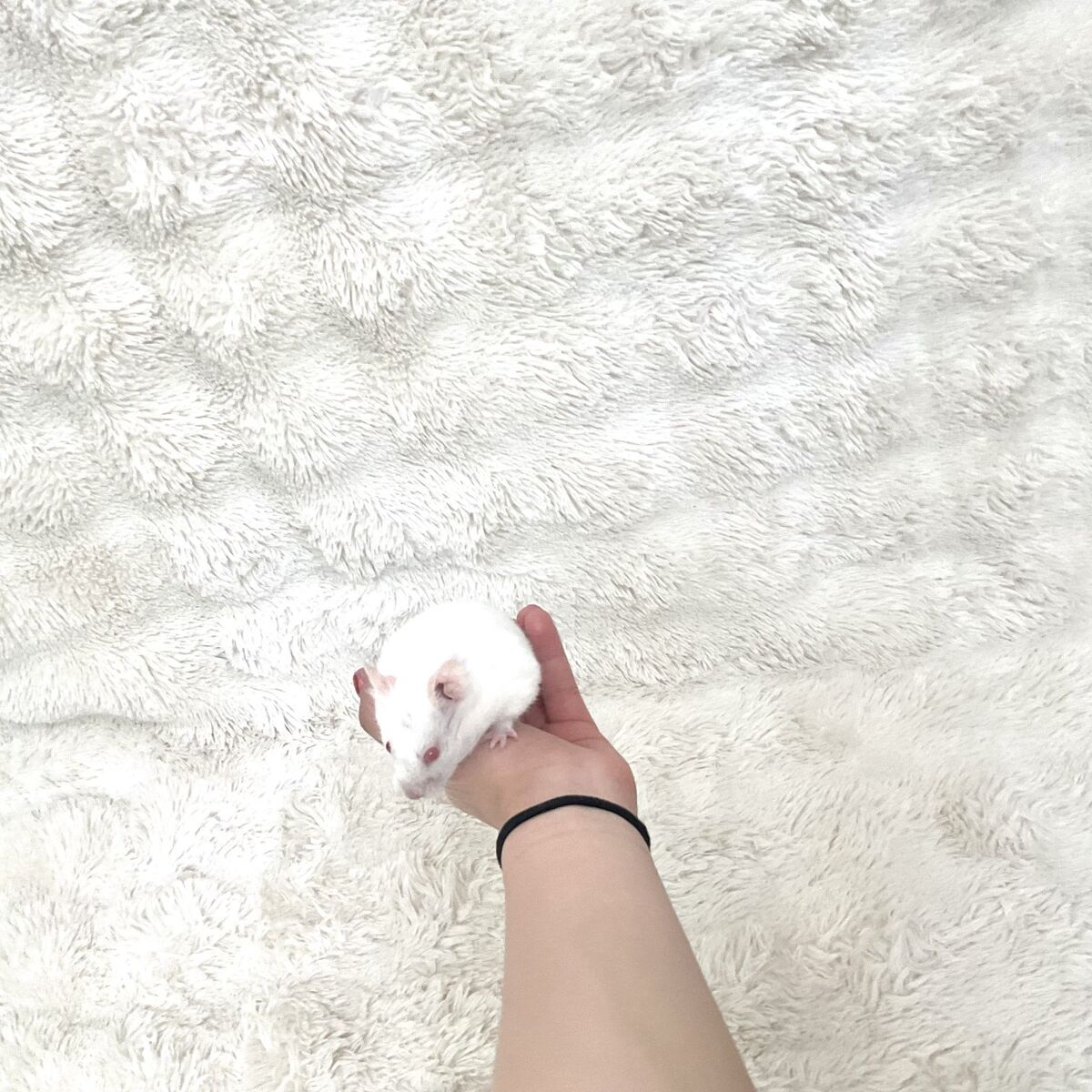 Female, White Teddy Bear Hamster, Sweet, Cute