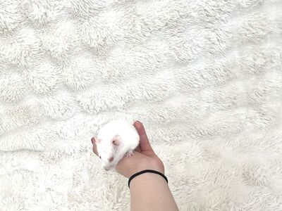 Female, White Teddy Bear Hamster, Sweet, Cute