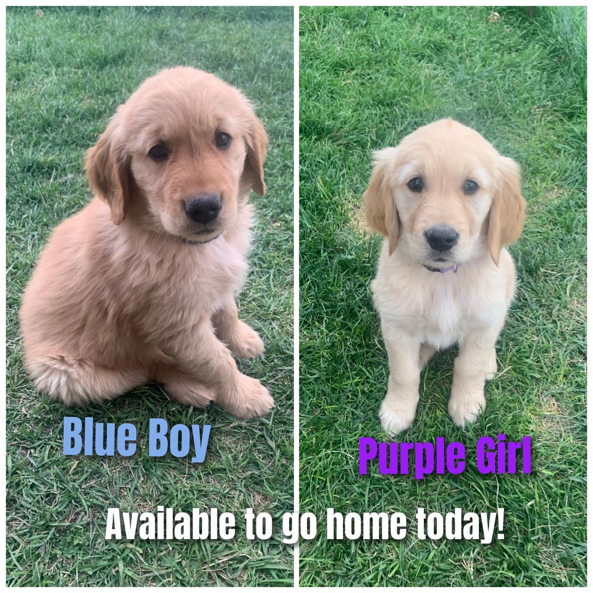 AKC Golden Retriever puppies OBO