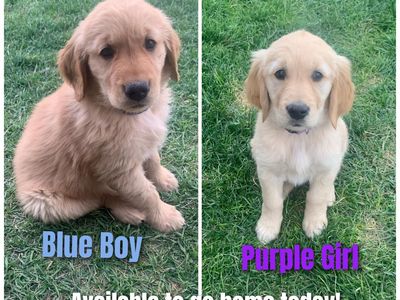 AKC Golden Retriever puppies OBO