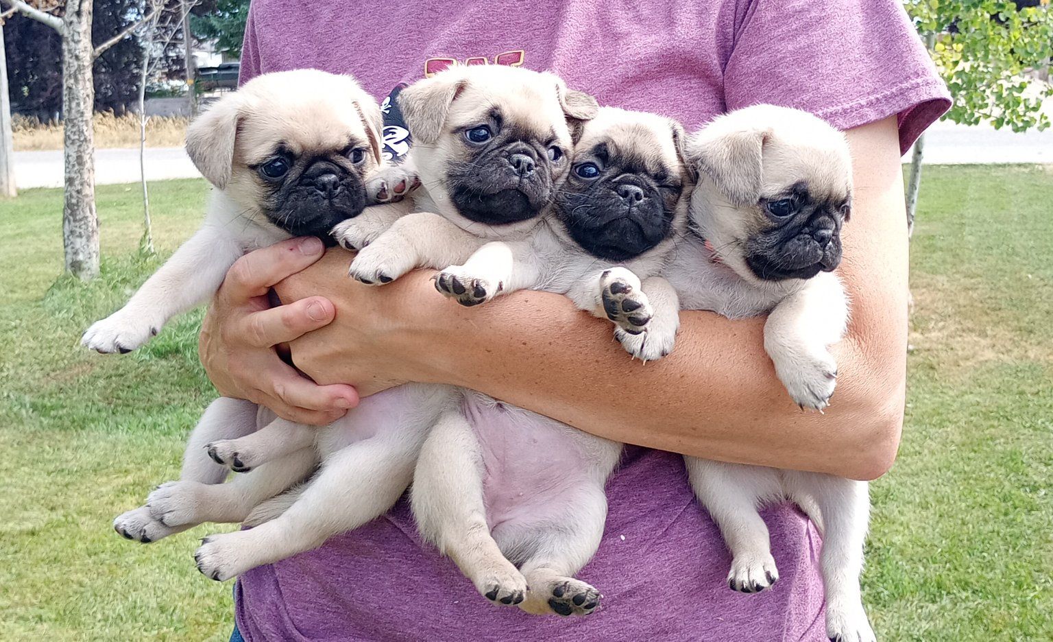 Purebred Pug Puppies