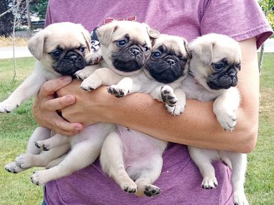 Purebred Pug Puppies