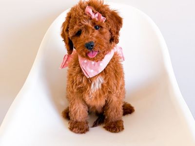 Trained and Professionally Raised, Stunning Deep Red Mini Goldendoodle Girl, Ready Now, Golden Doodle