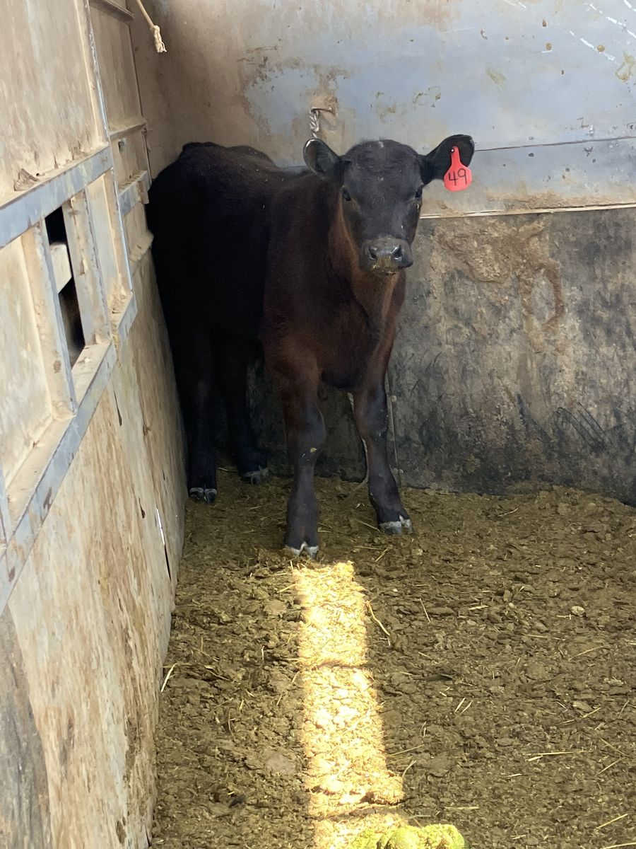 2.5 month old steer