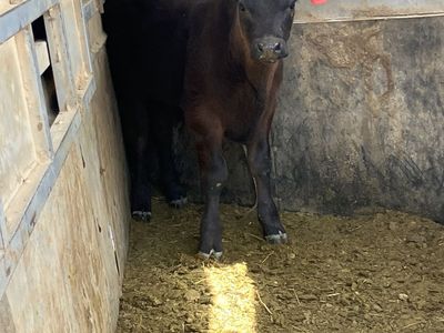 2.5 month old steer