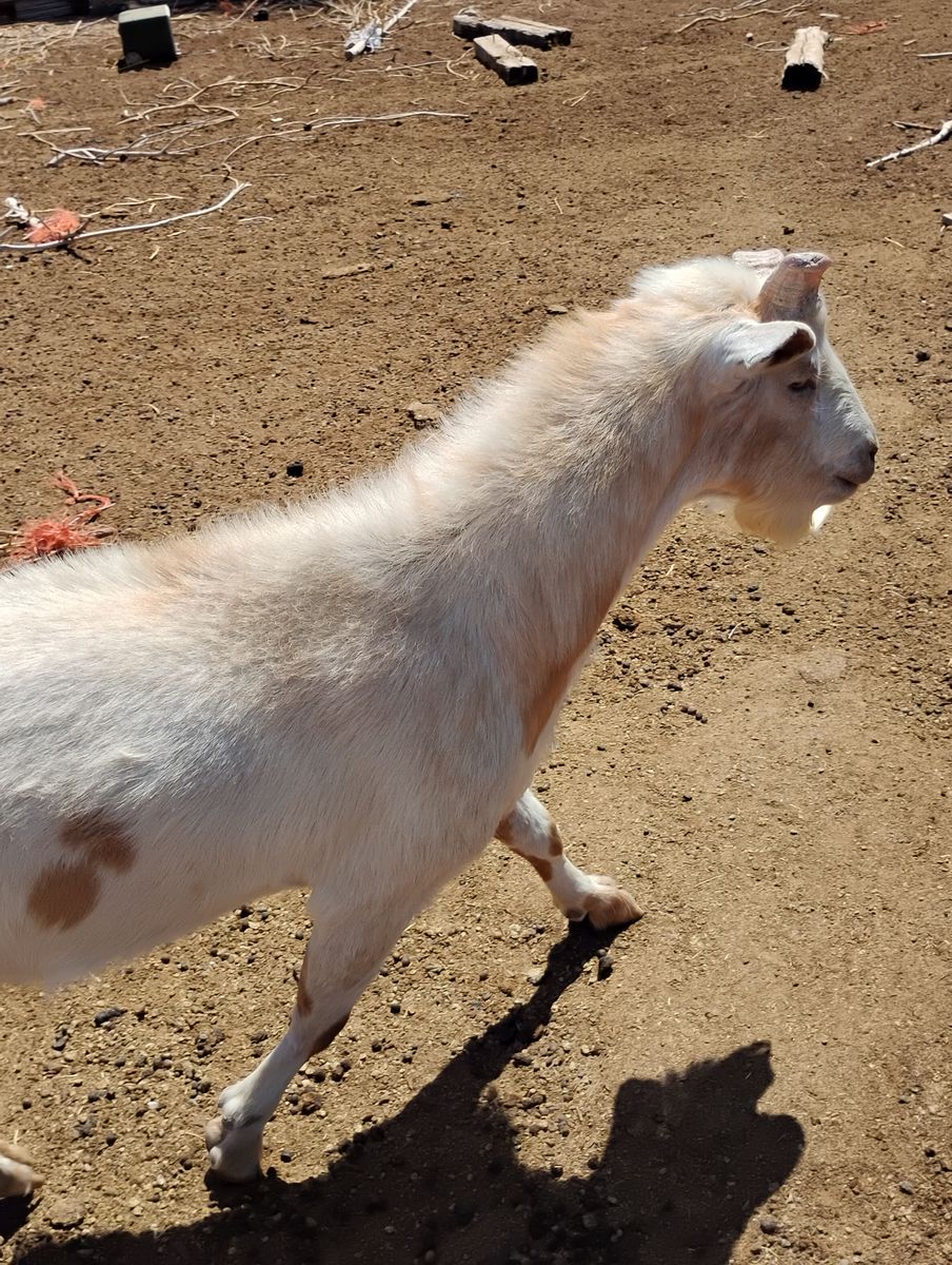 Big billy goat
