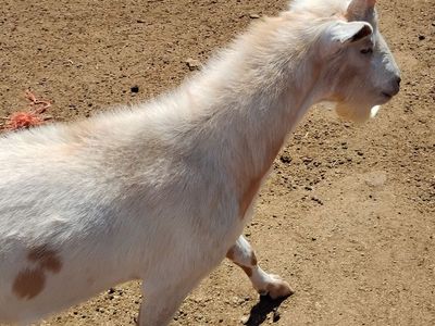 Big billy goat