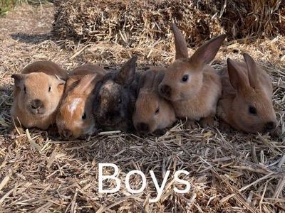 Standard Rex Rabbits