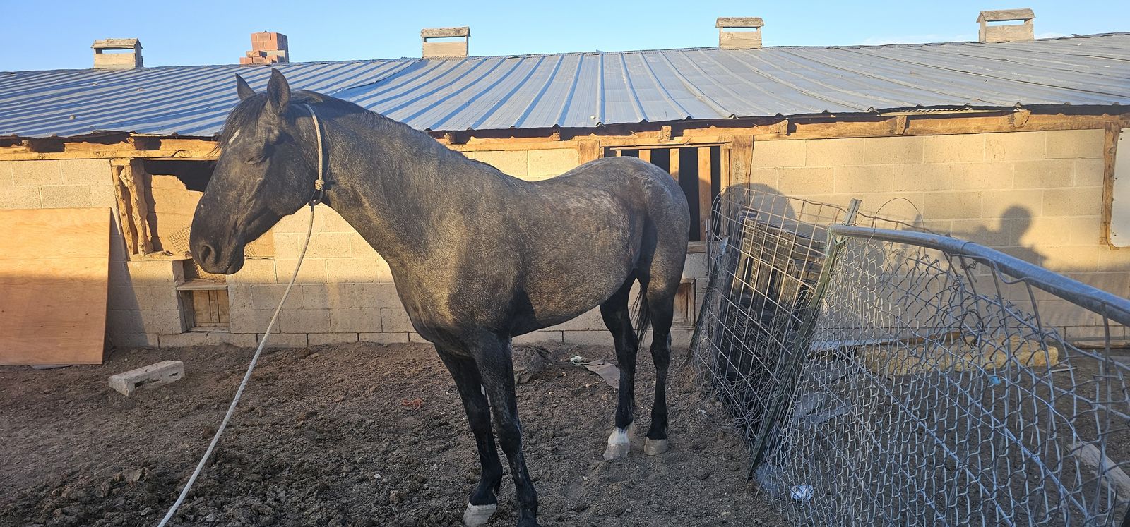 Dancing horse